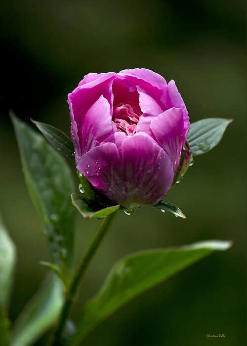 Flowers Greeting Card featuring the photograph Pink Peony Flower by Christina Rollo