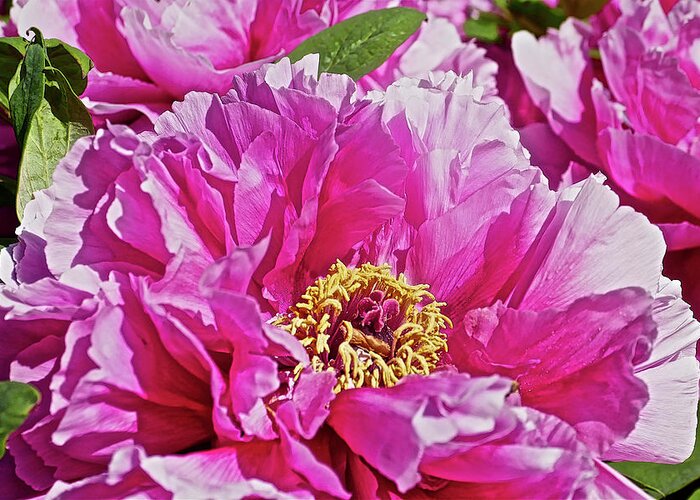 Close Up Photograph Of Pink Peony Flower Greeting Card featuring the photograph Pink Peony by Joan Reese