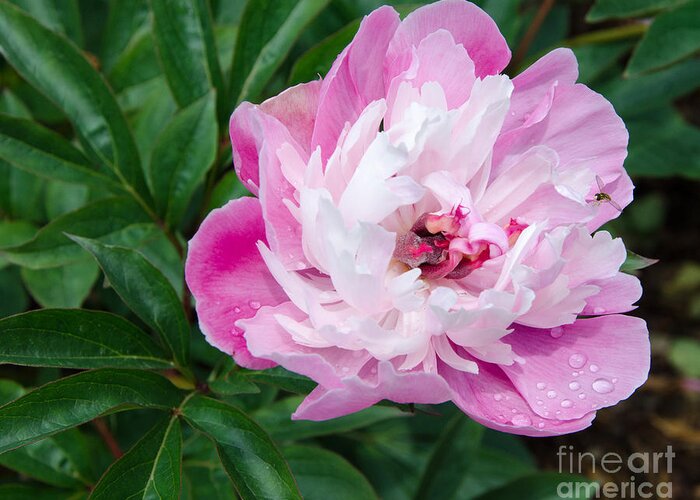 Pink Greeting Card featuring the painting Pink Peony by Laurel Best