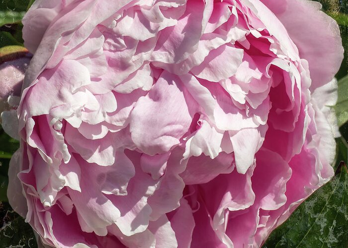 Pink Peony Greeting Card featuring the photograph Pink Peony II by Scott and Dixie Wiley