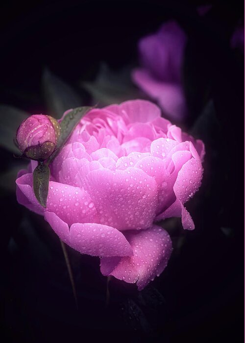 Flower Greeting Card featuring the photograph Pink Peony by Philippe Sainte-Laudy