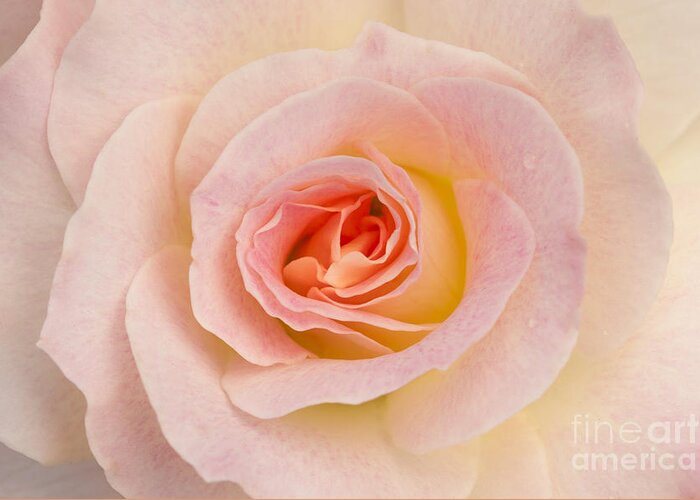 Rose Greeting Card featuring the photograph Sweetness by Patty Colabuono
