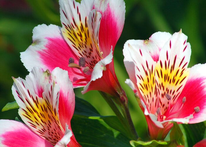 Peruvian Greeting Card featuring the photograph Pink Peruvian Lily 2 by Amy Fose
