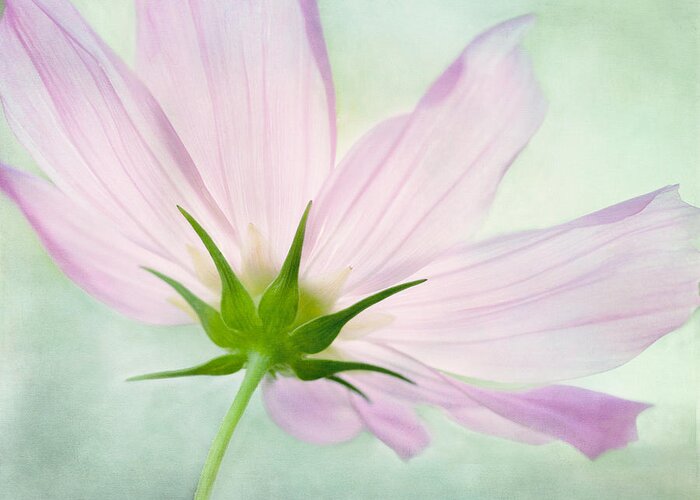Pink Cosmos Flower Greeting Card featuring the mixed media Pink Petals by Marina Kojukhova