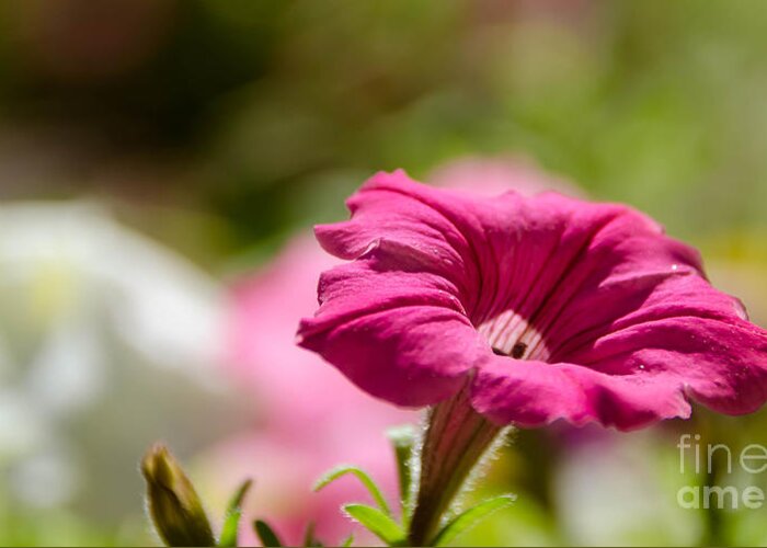 Pink Greeting Card featuring the photograph Pink Petunia by Andrea Anderegg