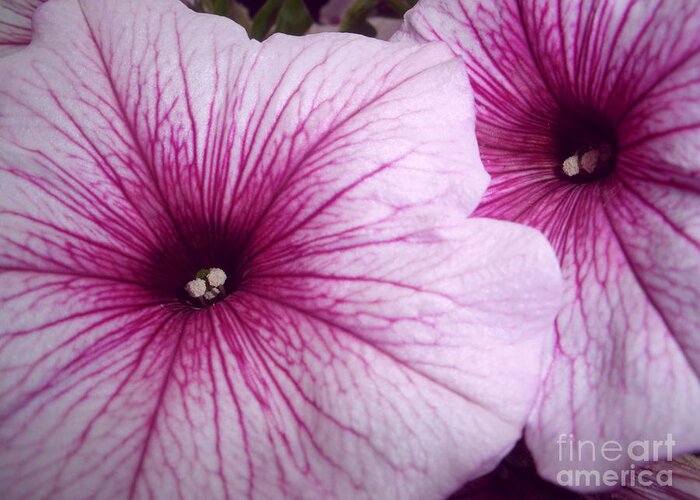 Petunia Greeting Card featuring the photograph Pink Petunias by Sonya Chalmers