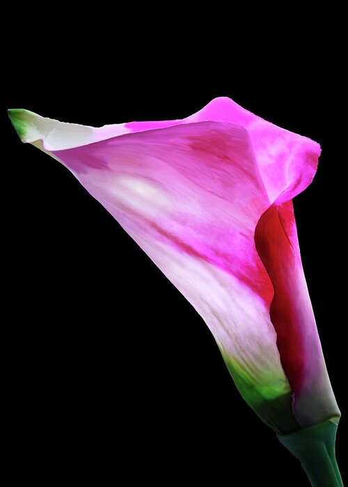Flower Greeting Card featuring the photograph Pink Pitcher by Mike Stephens
