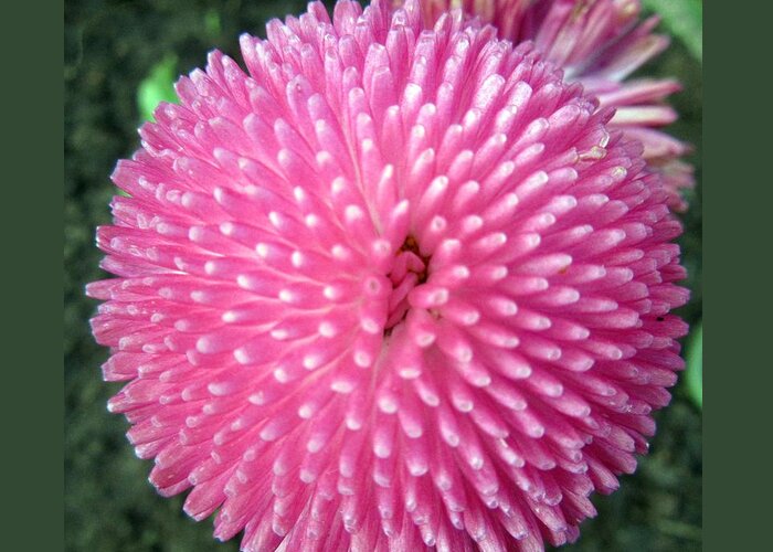  Greeting Card featuring the photograph Pink pompon by Vesna Martinjak