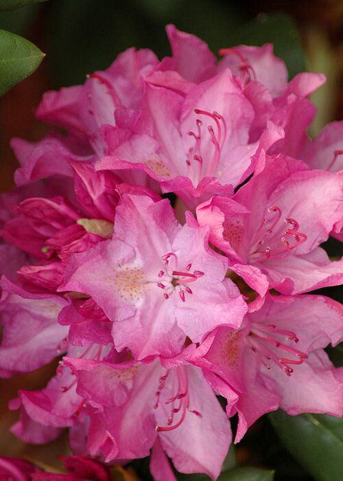 Rhododendron Greeting Card featuring the photograph Pink Rhododendron 21 by Frank Mari