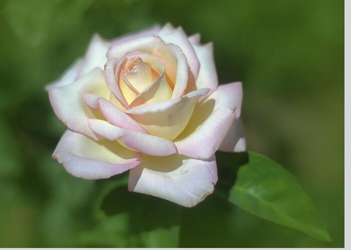 Pink Greeting Card featuring the photograph Pink Rose 3 by Rick Mosher