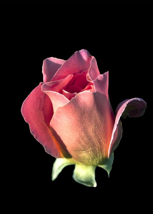 Rose Greeting Card featuring the photograph Pink Rose Bud by Mike Stpehens