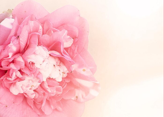 Pink Greeting Card featuring the photograph Pink ruffled camellia by Cindy Garber Iverson