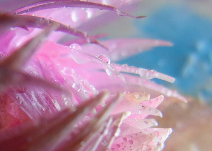 Cropped Greeting Card featuring the photograph Pink Splashes Macro by Barbara St Jean