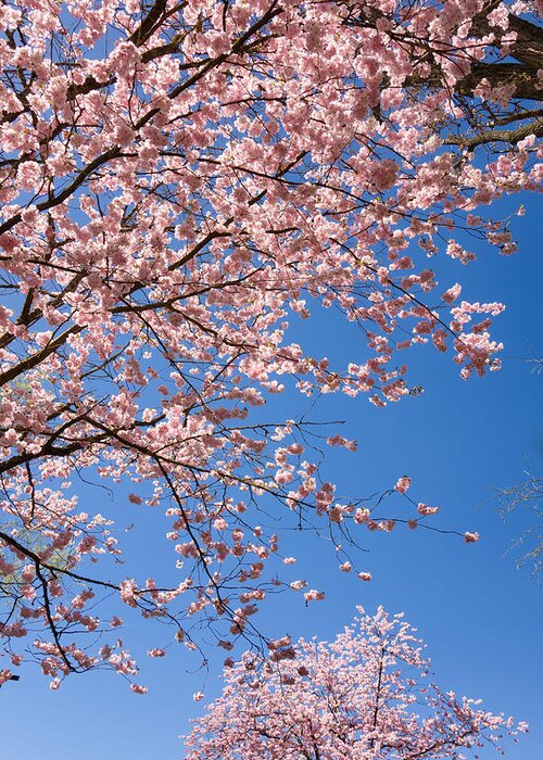Pink Greeting Card featuring the photograph Pink trees in full bloom in spring by Matthias Hauser