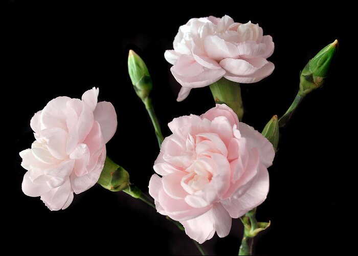 Carnations Greeting Card featuring the photograph Pink Trio. by Terence Davis