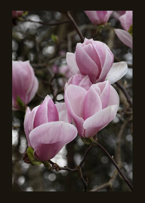Tulips Greeting Card featuring the photograph Pink Tulip Tree by Tammy Pool