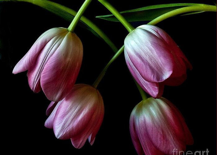 Tulips Greeting Card featuring the photograph Pink Tulip Weave by Shirley Mangini