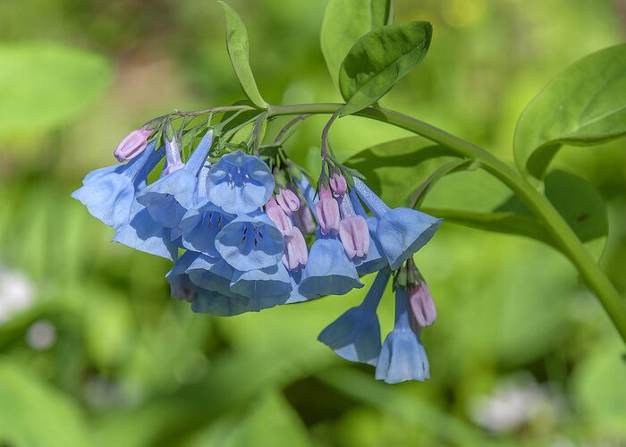 Nature Greeting Card featuring the photograph Pink Virginia Bluebells or Virginia Cowslip DSPF0334 by Gerry Gantt