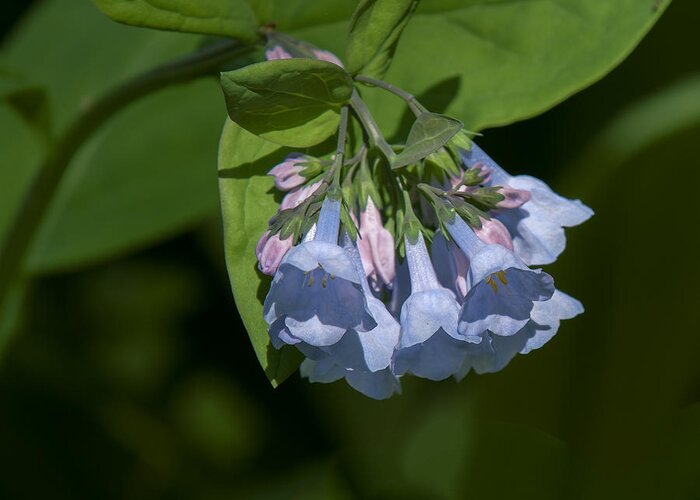 Nature Greeting Card featuring the photograph Pink Virginia Bluebells or Virginia Cowslip DSPF0338 by Gerry Gantt
