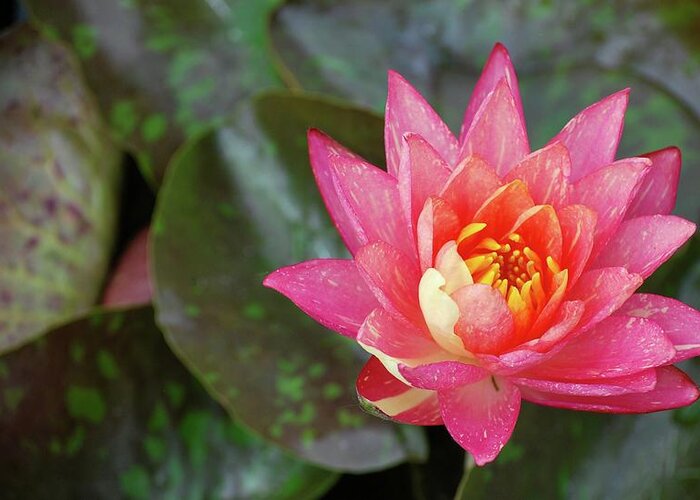 Water Lily Greeting Card featuring the photograph Pink Water Lily Beauty by Amee Cave
