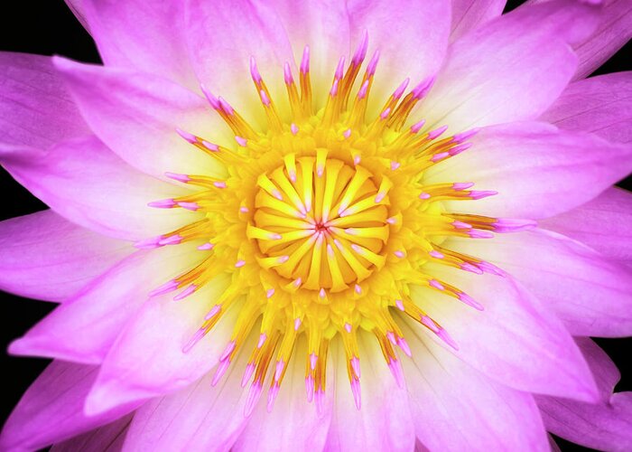 Pink Greeting Card featuring the photograph Pink Water Lily by Christopher Johnson