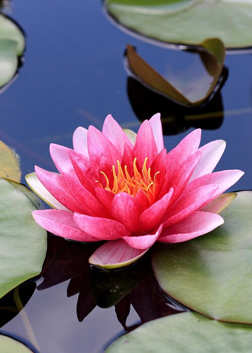 Pink Greeting Card featuring the photograph Pink water lily in a pond by Pierre Leclerc Photography