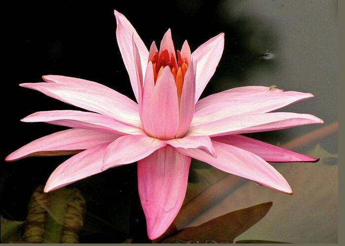 Water Lily Greeting Card featuring the photograph Pink Water Lily by Jennifer Wheatley Wolf