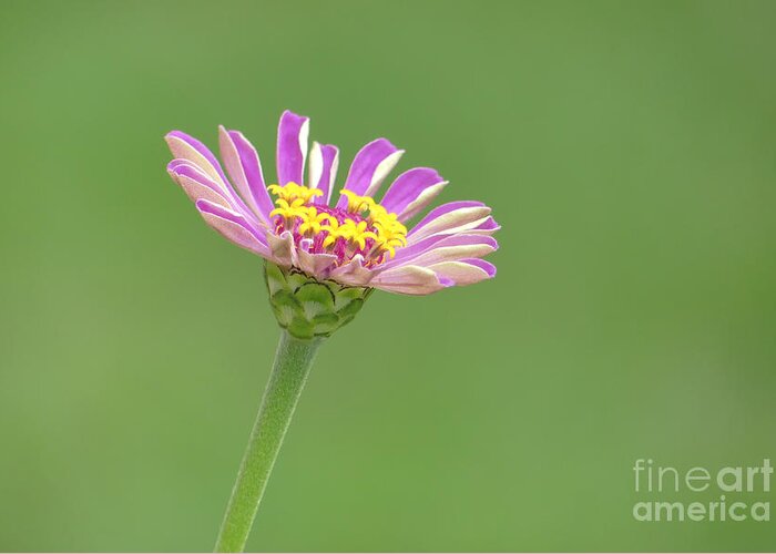 Zinnia Greeting Card featuring the photograph Pink Zinnia 02 by Amy Dundon