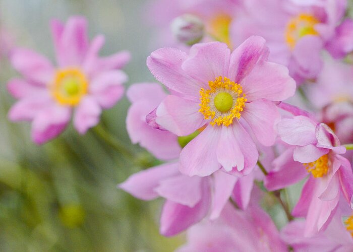 Japanese Anemones Greeting Card featuring the photograph Pinkness 4 by Fraida Gutovich