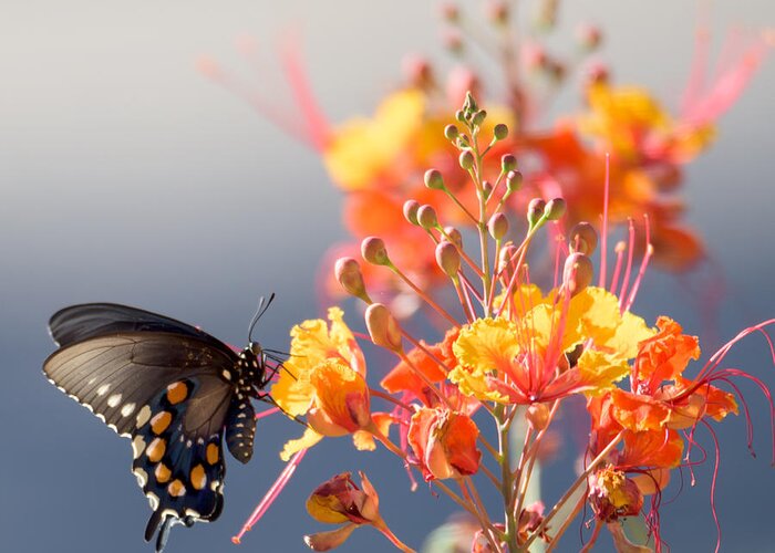 Tucson Greeting Card featuring the photograph Pipevine Swallowtail by Dan McManus
