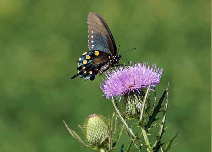 Butterfly Greeting Card featuring the photograph Pipevine Swallowtail by Sandy Keeton
