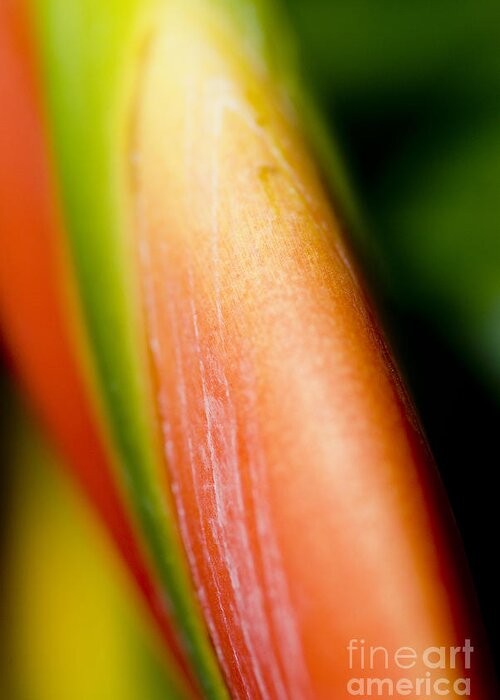 83-csm0051 Greeting Card featuring the photograph Plant Abstract III by Ray Laskowitz - Printscapes