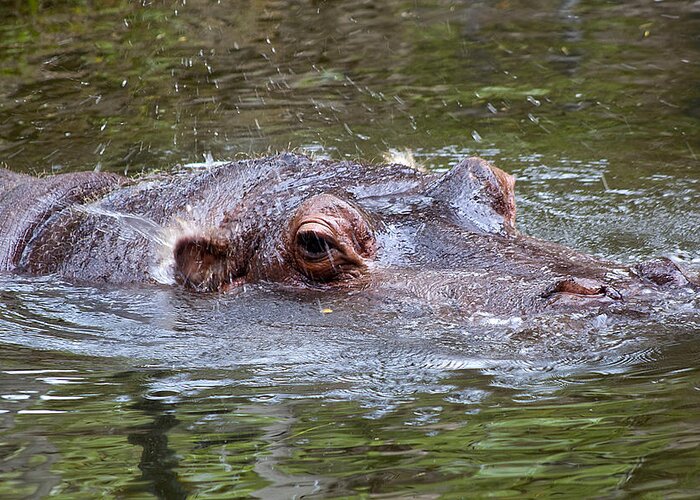 Wildlife Greeting Card featuring the photograph Playful Hippopotamus by Kenneth Albin