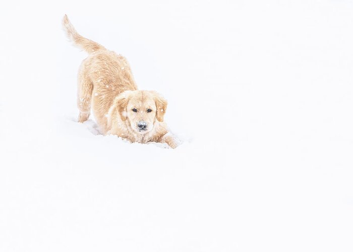 Playful Greeting Card featuring the photograph Playful Puppy In So Much Snow by Jennifer Grossnickle
