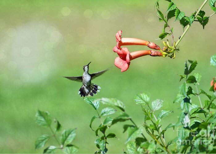 Humming Bird Greeting Card featuring the photograph Playing Around by Lila Fisher-Wenzel