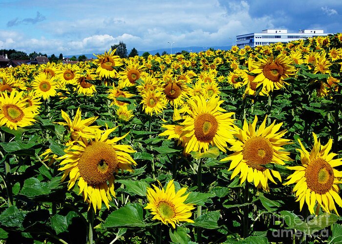 Sunflowers Greeting Card featuring the photograph Pleasant Warmth by Jeff Barrett