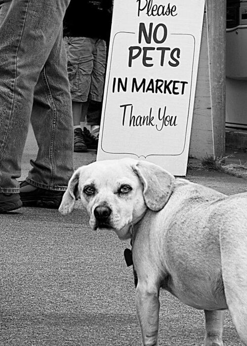 Dog Greeting Card featuring the photograph Please No Pets in Market by Mitch Spence