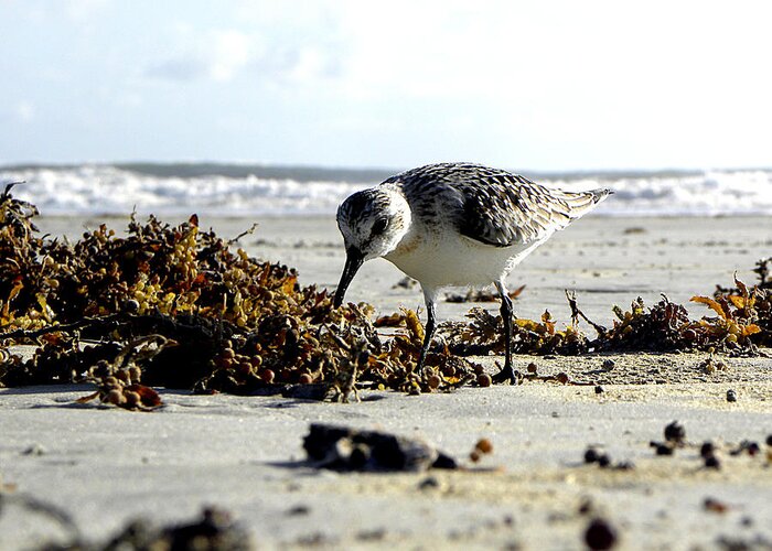 Daytona Greeting Card featuring the photograph Plover on Daytona Beach by Christopher Mercer