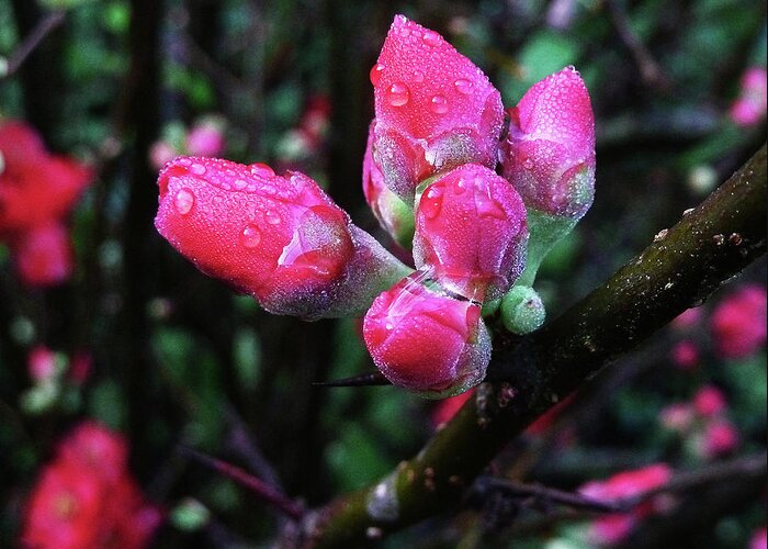 Plum Greeting Card featuring the photograph Plum Blossom 1 by Xueling Zou