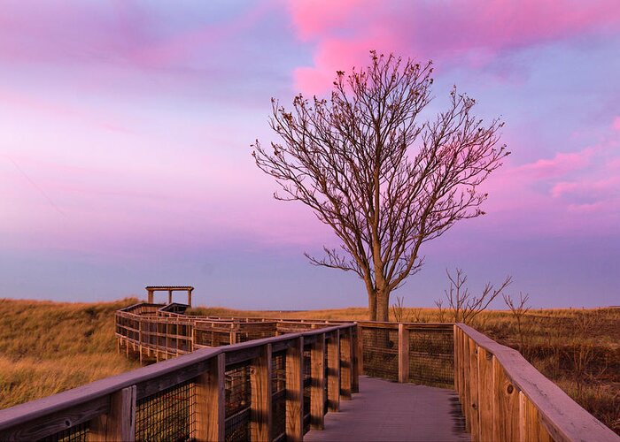 Landscape Greeting Card featuring the photograph Plum Island Boardwalk with Tree by Betty Denise