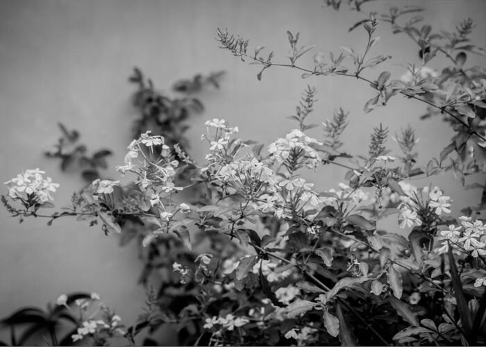Plumbago Greeting Card featuring the photograph Plumbago Auriculata Painted BW by Rich Franco