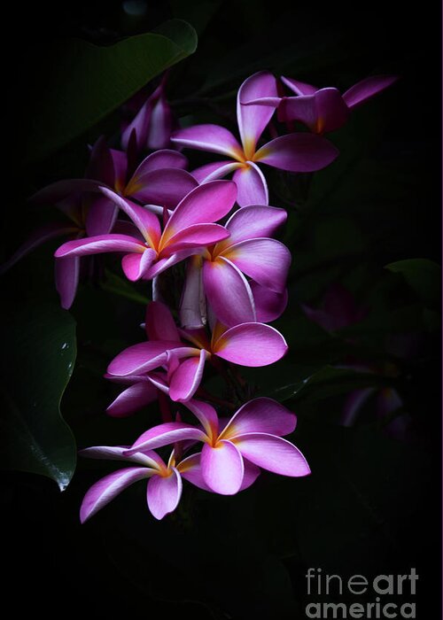 Plumerias Greeting Card featuring the photograph Plumeria Light by Kelly Wade