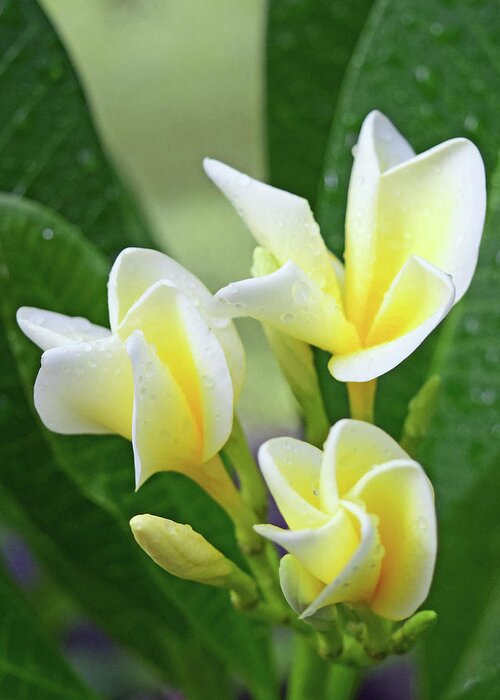 Plumeria Greeting Card featuring the photograph Plumeria No. 3-1 by Sandy Taylor