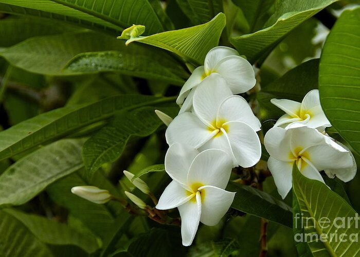 Photography Greeting Card featuring the photograph Plumeria by Sean Griffin