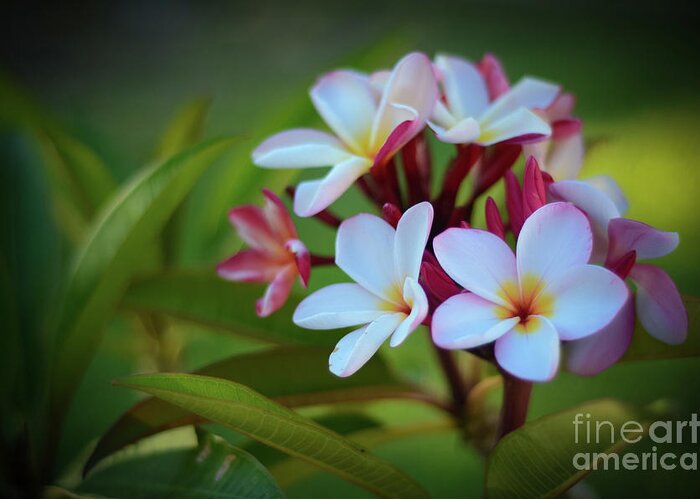 Plumeria Greeting Card featuring the photograph Plumeria Sunset by Kelly Wade