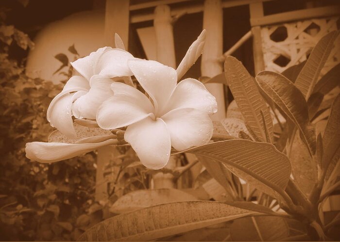 Plumerias Greeting Card featuring the photograph Plumerias In Sepia by Kay Novy