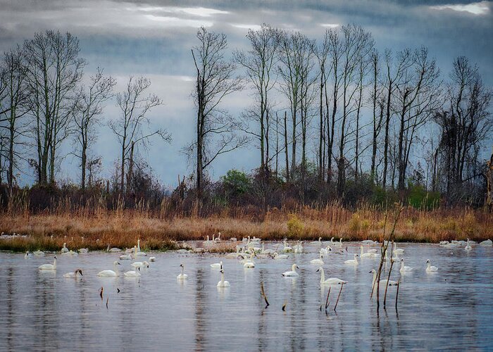 Nature Greeting Card featuring the photograph Pocosin Lakes NWR by Donald Brown