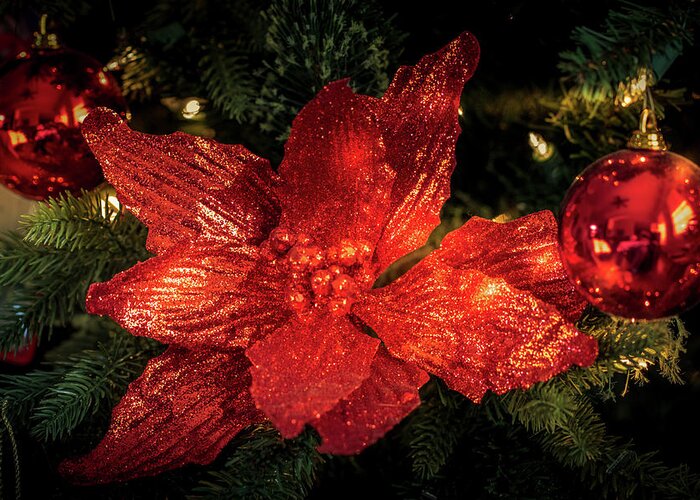 Christmas Greeting Card featuring the photograph Poinsettia by Allin Sorenson