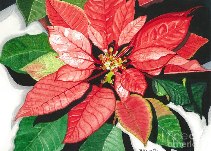 Red Flower Greeting Card featuring the painting Poinsettia, Star of Bethlehem by Barbara Jewell