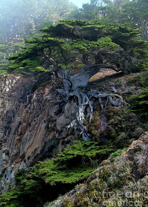 Landscape Greeting Card featuring the photograph Point Lobos Veteran Cypress Tree by Charlene Mitchell